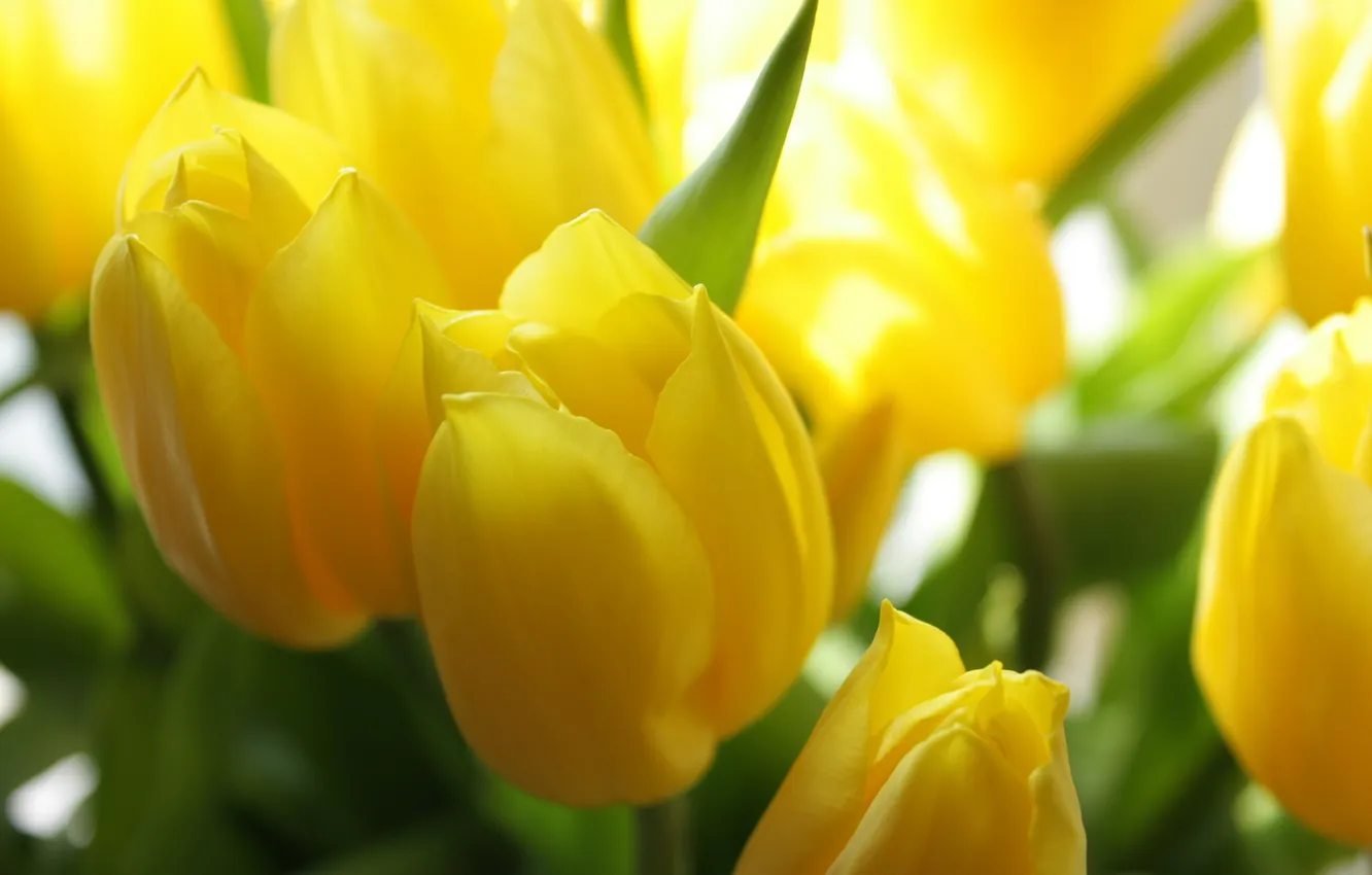 Photo wallpaper macro, flowers, yellow, tulips