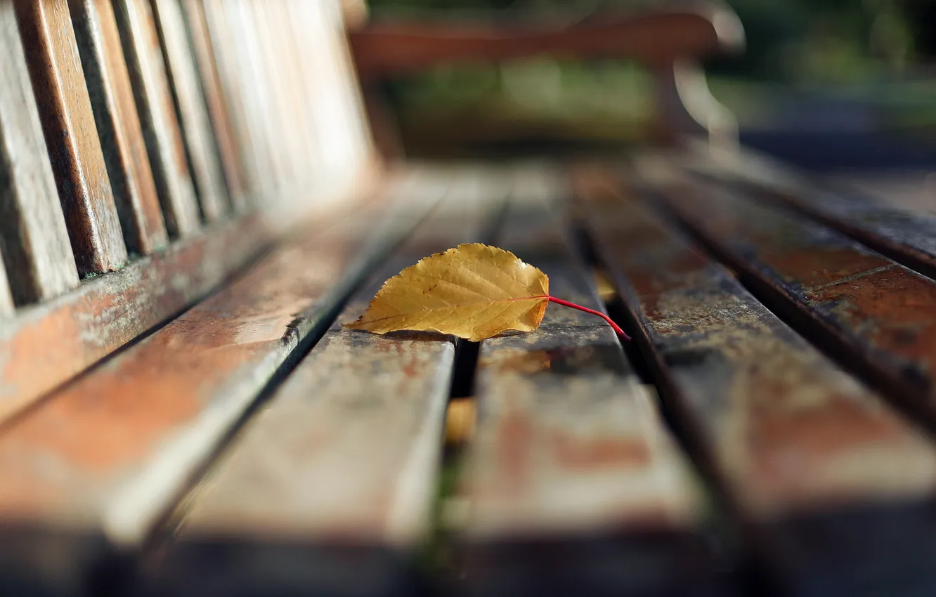 Photo wallpaper leaves, macro, bench