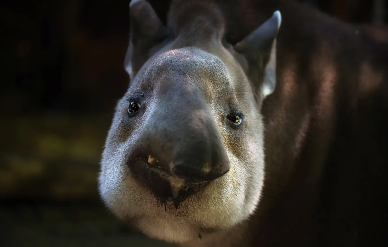 Photo wallpaper face, background, tapir