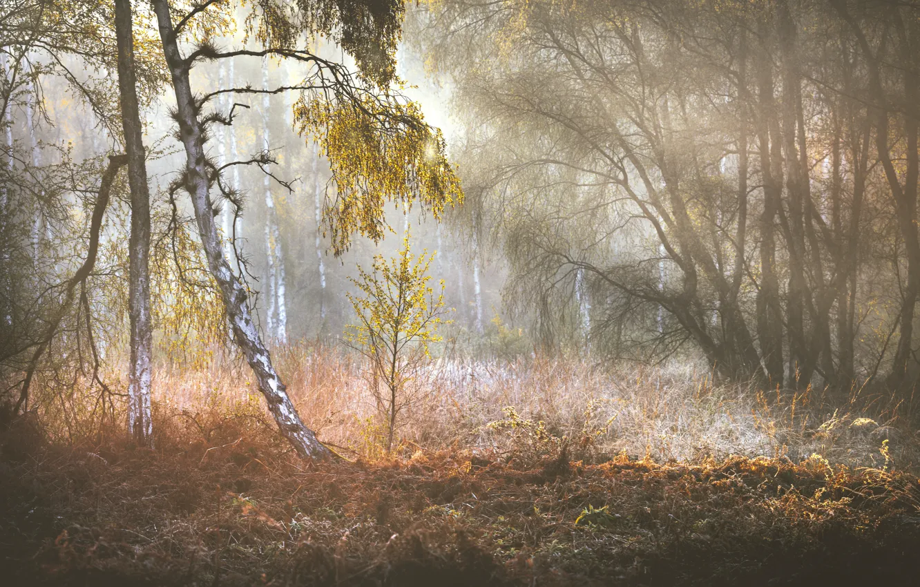 Photo wallpaper forest, light, trees, birch
