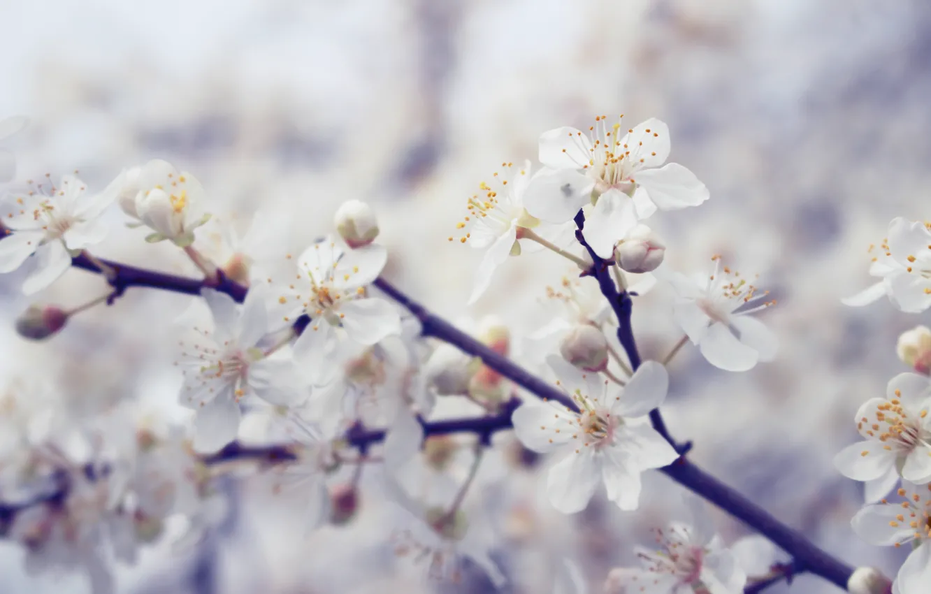 Photo wallpaper macro, cherry, tree, Flowers, spring, blooms, white, flowering tree