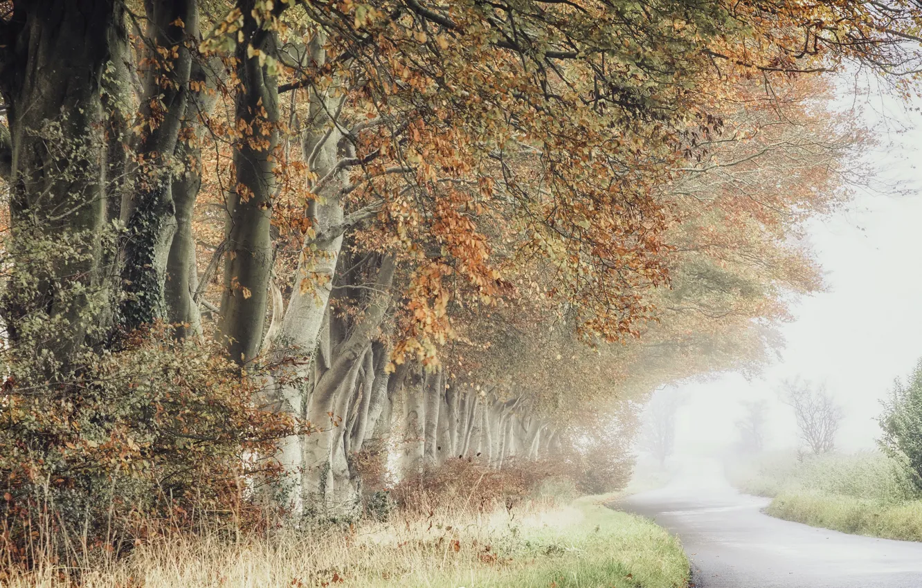 Photo wallpaper road, autumn, trees