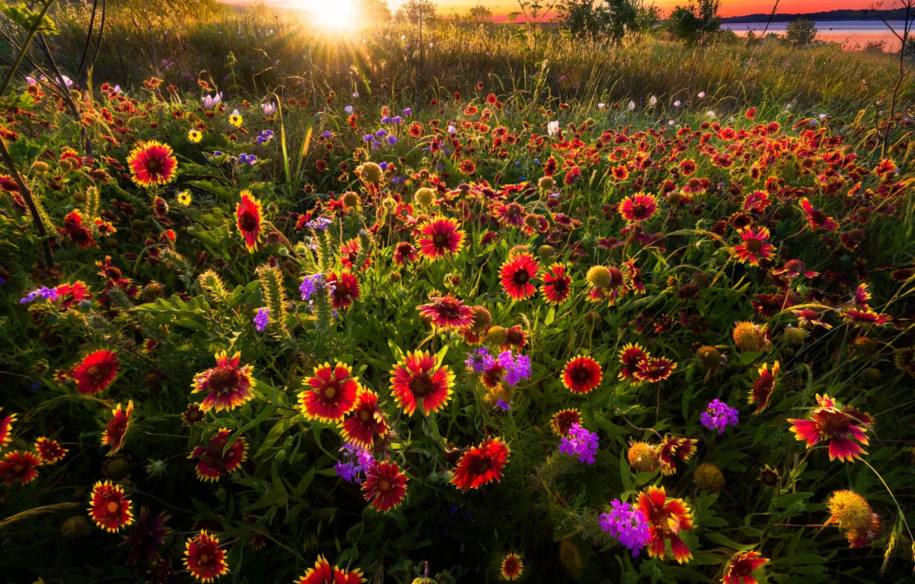 Photo wallpaper field, summer, flowers, glade, meadow, red, bright, gaylardiya