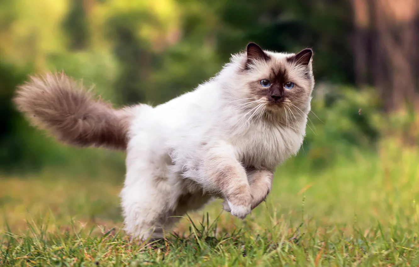 Photo wallpaper cat, summer, grass, fluffy