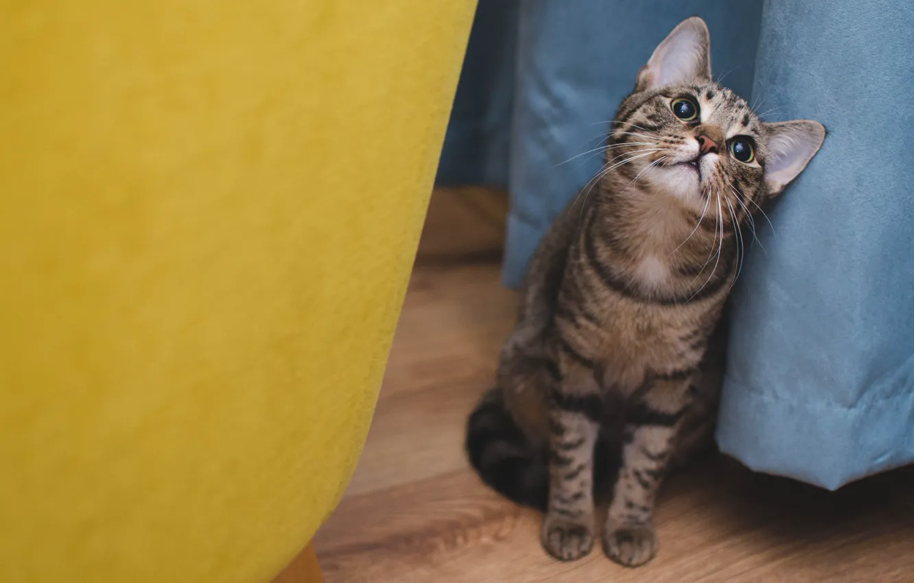 Photo wallpaper cat, cat, look, blue, yellow, grey, background, floor