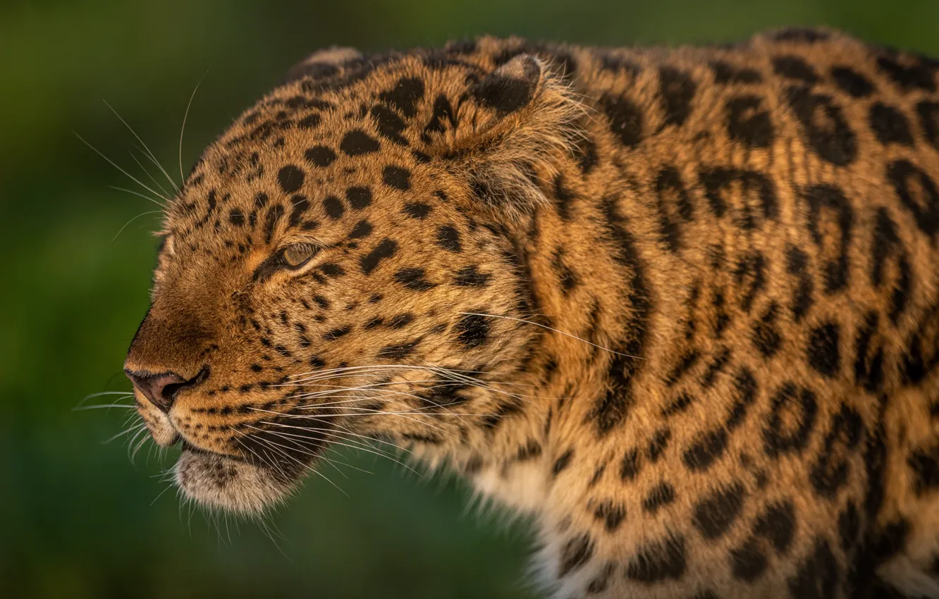 Photo wallpaper face, background, leopard, wild cat