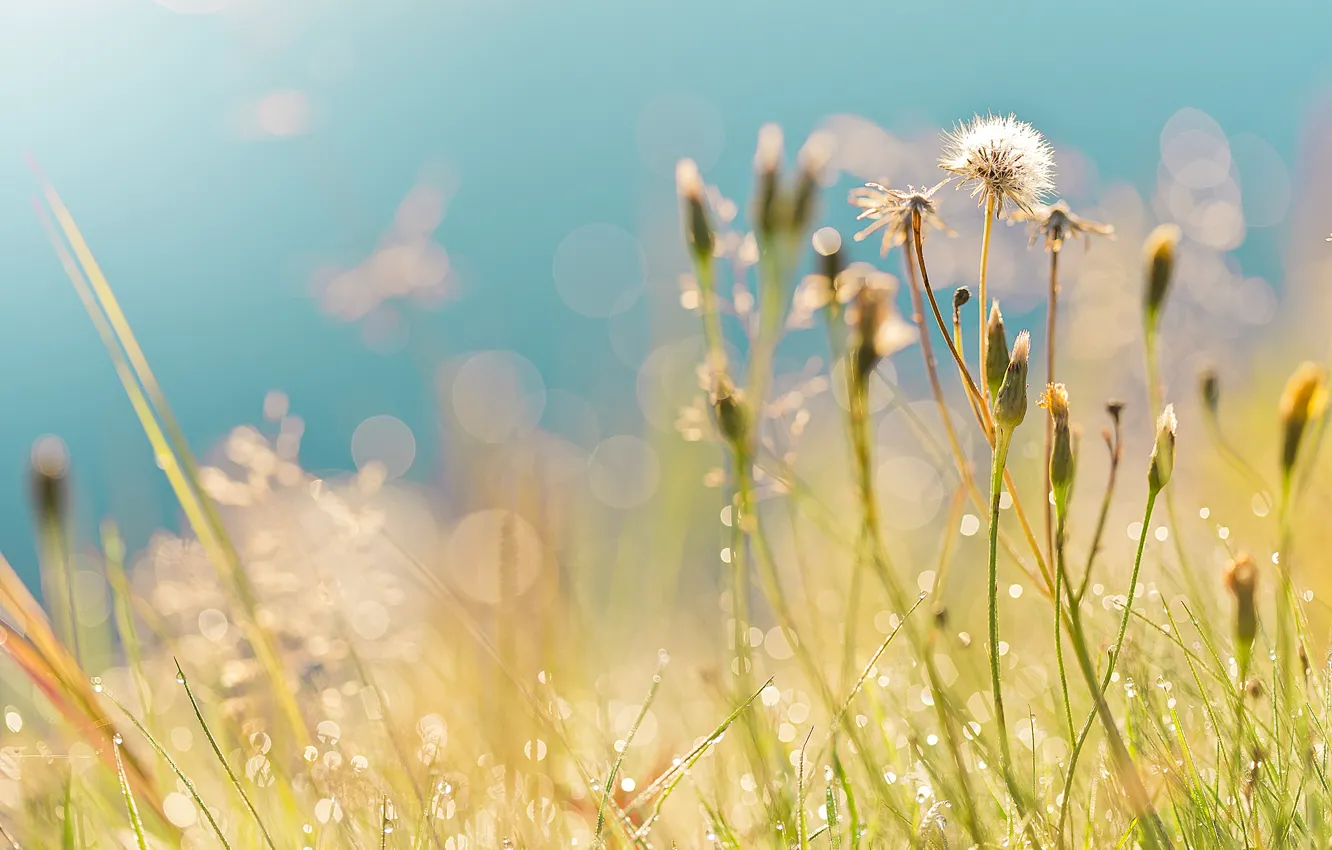 Photo wallpaper field, summer, grass, drops, Rosa, glare, dandelion, morning