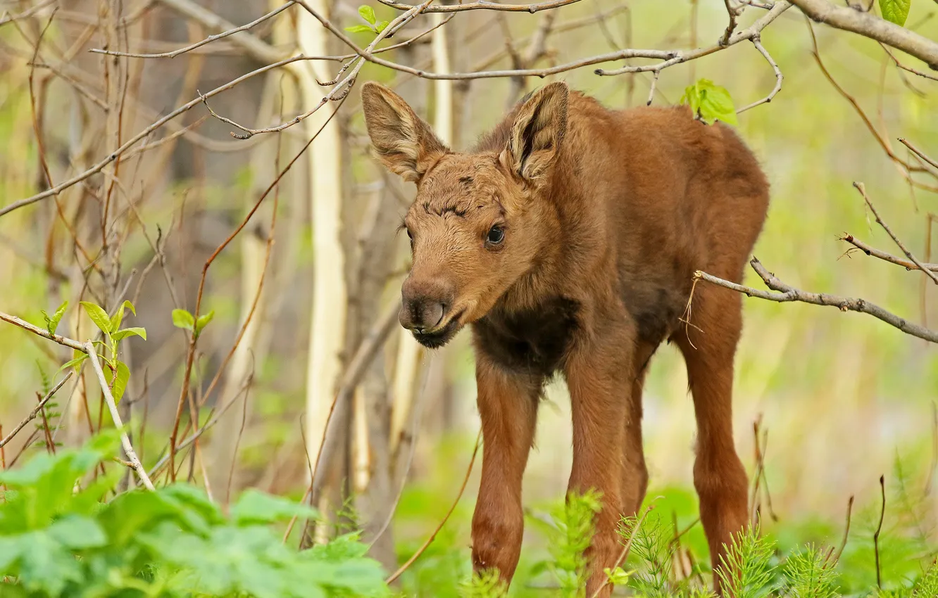 Photo wallpaper forest, nature, moose