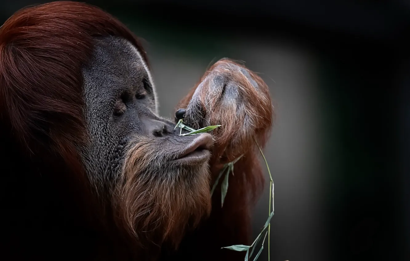 Photo wallpaper nature, background, monkey