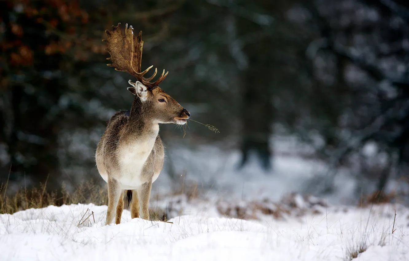 Photo wallpaper winter, nature, deer, horns