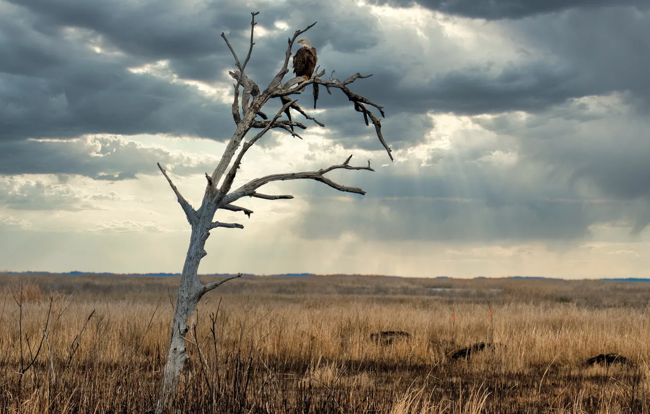 Photo wallpaper field, trees, eagle