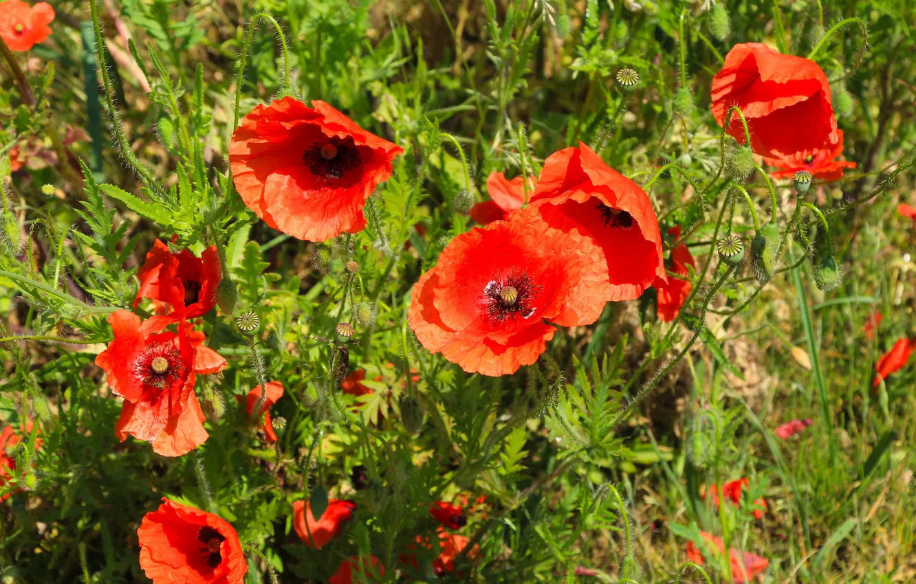 Photo wallpaper red, flower, poppy