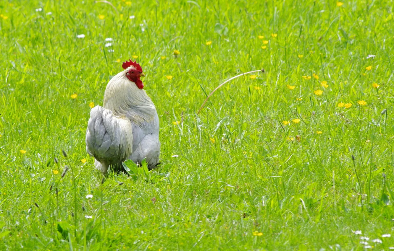 Photo wallpaper summer, bird, cock
