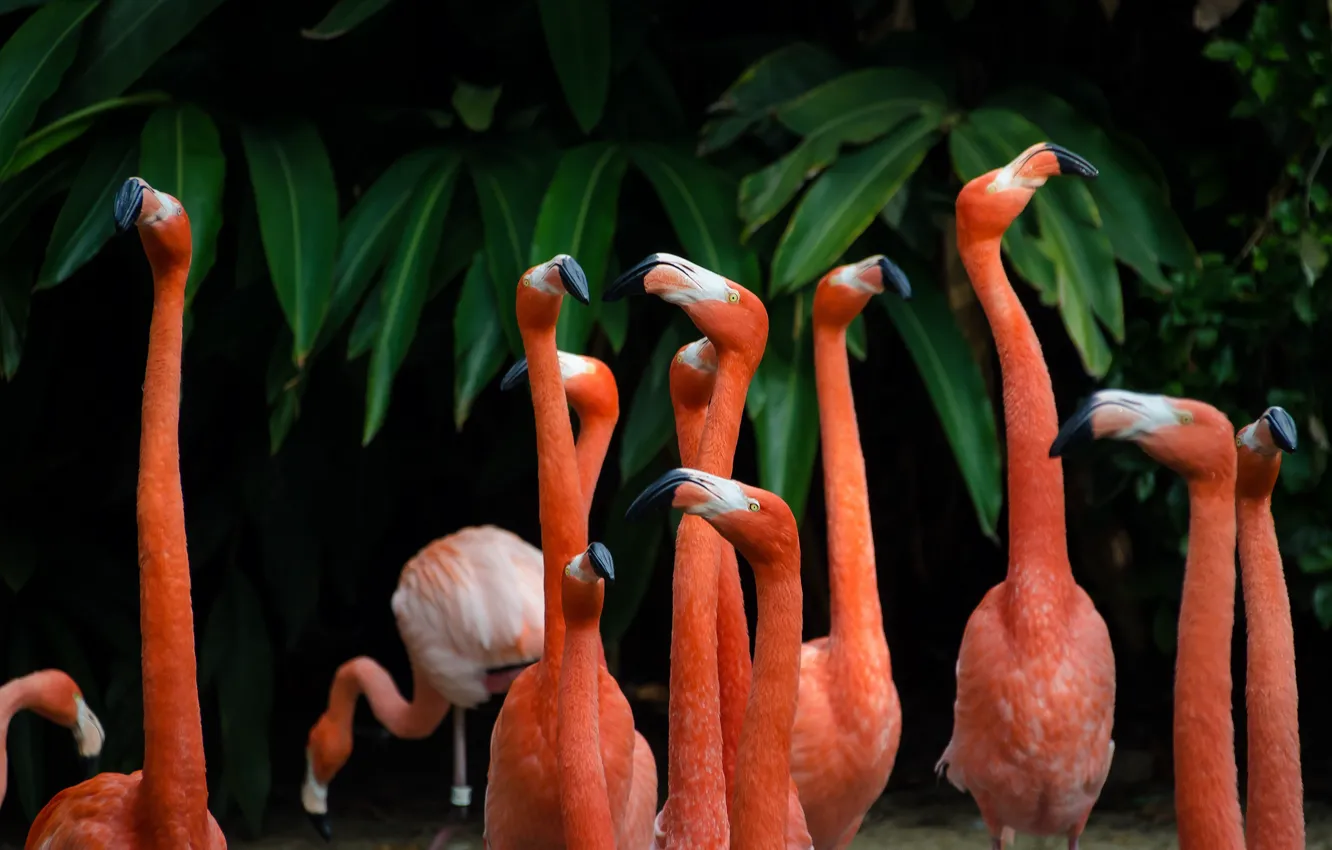 Photo wallpaper birds, the dark background, pack, Flamingo, a lot, pink flamingos, party