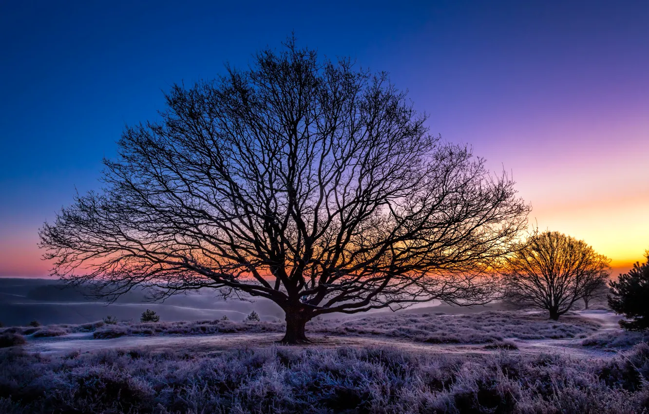 Photo wallpaper Netherlands, Rheden, Guelders