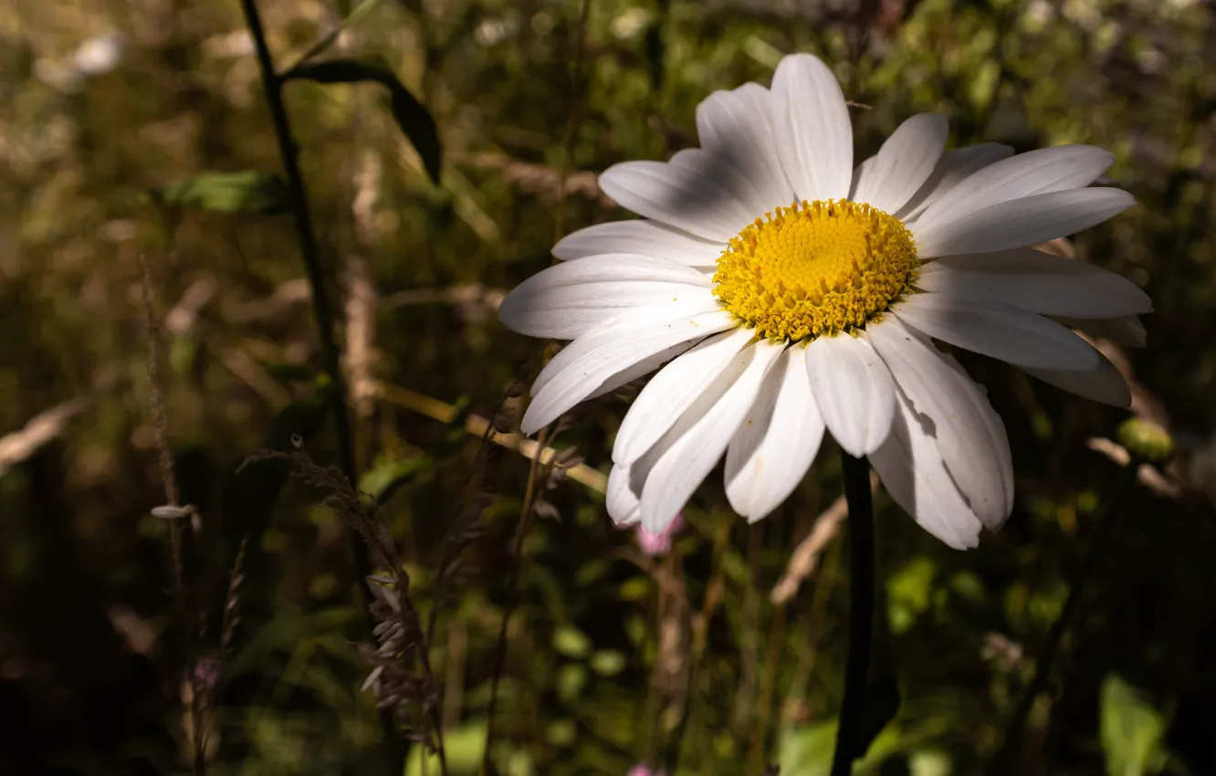 Photo wallpaper white, grass, light, the dark background, chamomile, bokeh