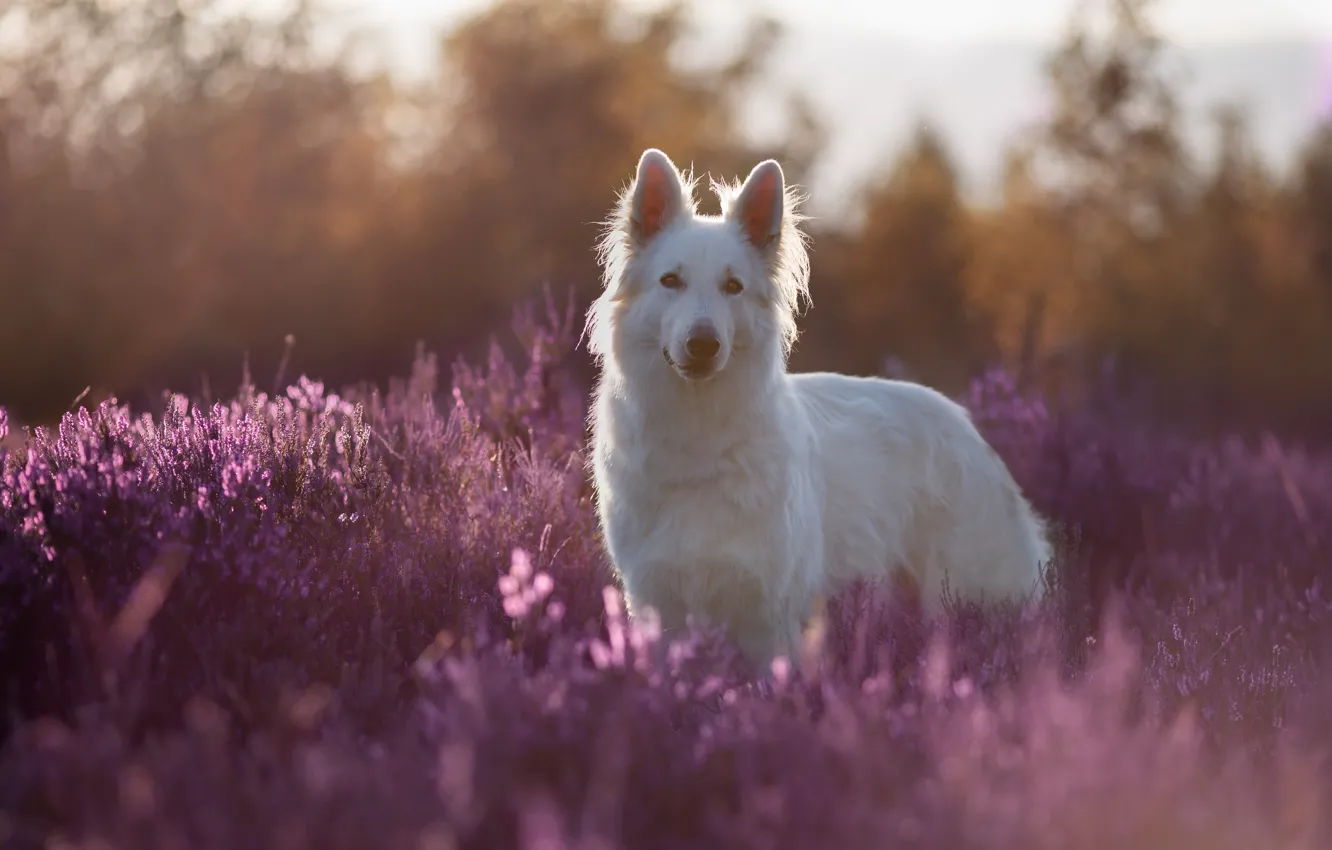 Photo wallpaper flowers, dog, Swiss shepherd dog