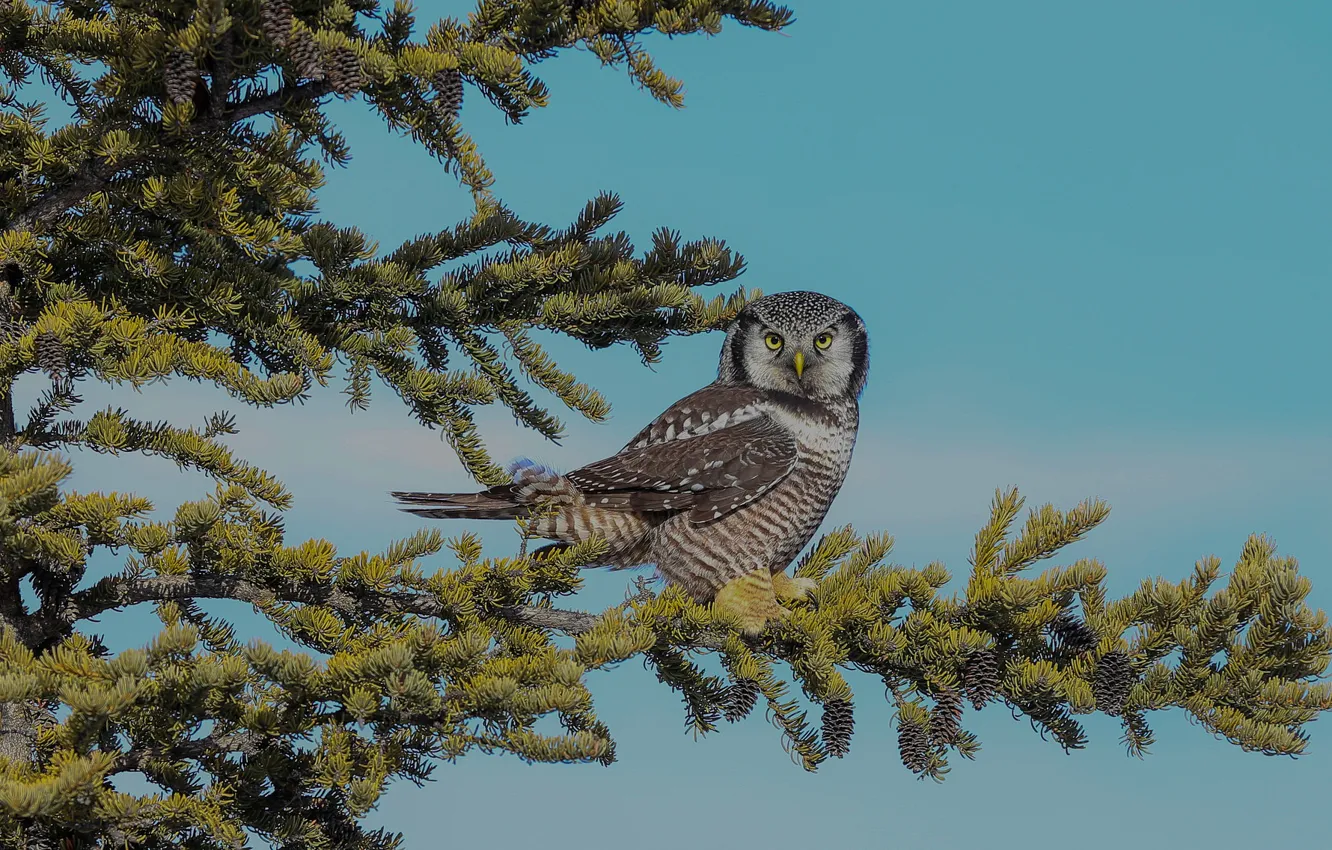 Photo wallpaper the sky, owl, spruce