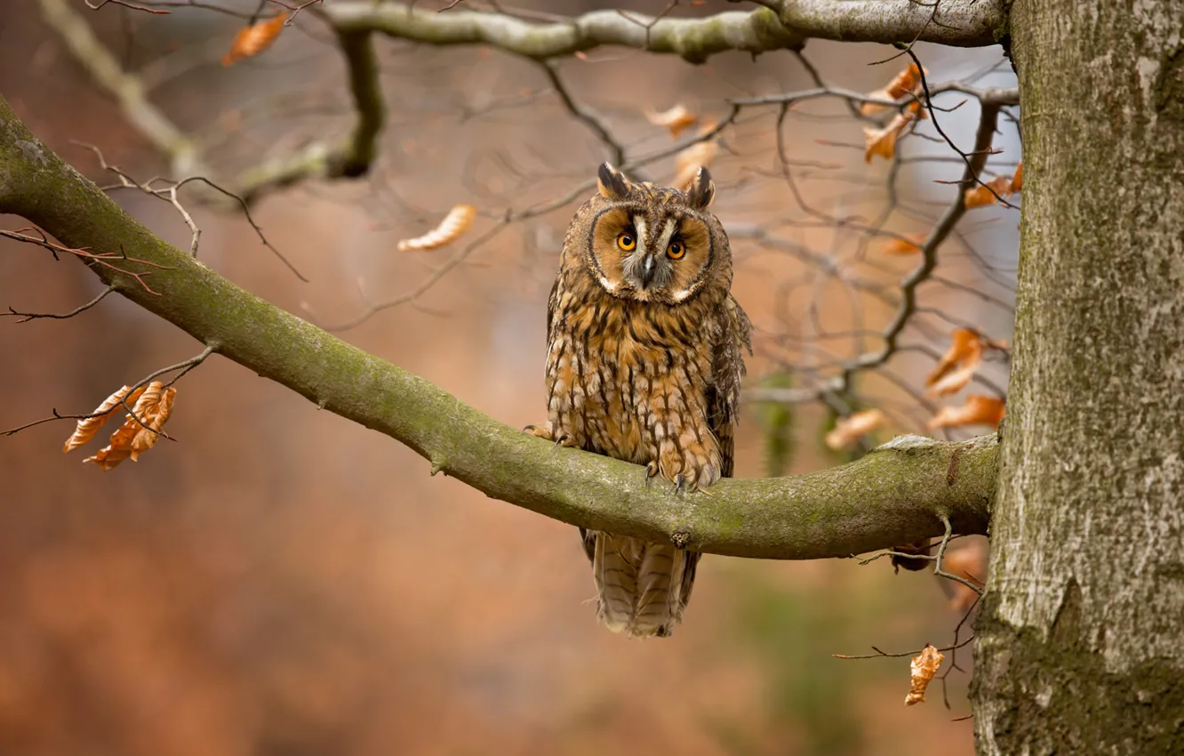 Photo wallpaper autumn, look, leaves, trees, branches, nature, background, owl