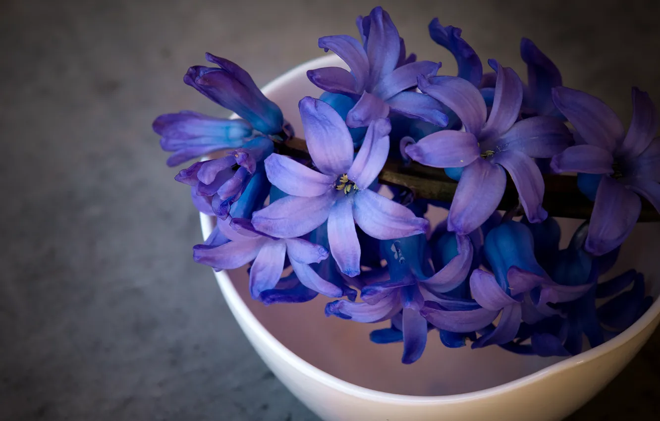 Photo wallpaper macro, flowers, background, dark, petals, Cup, still life, blue