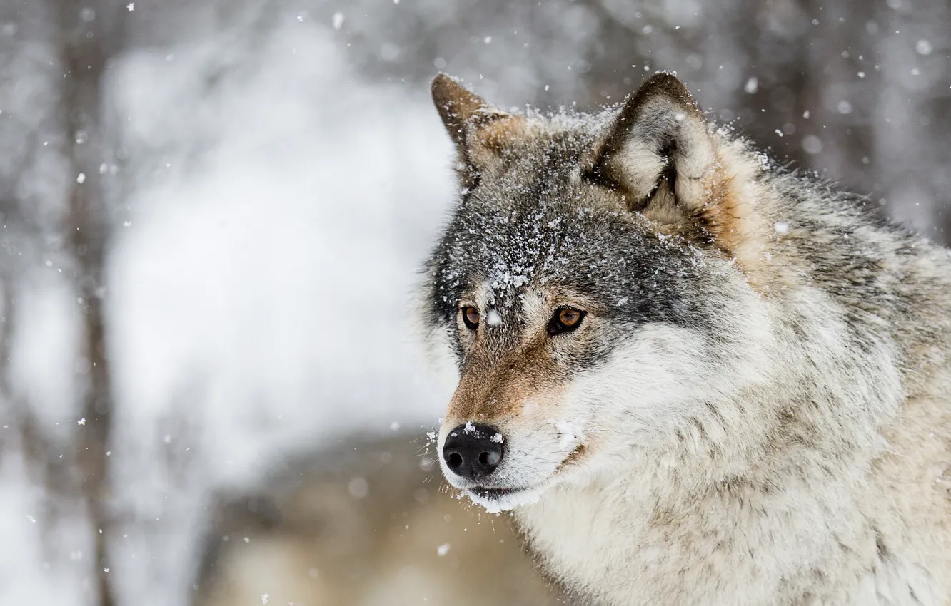 Photo wallpaper winter, look, face, snow, nature, grey, wolf, portrait