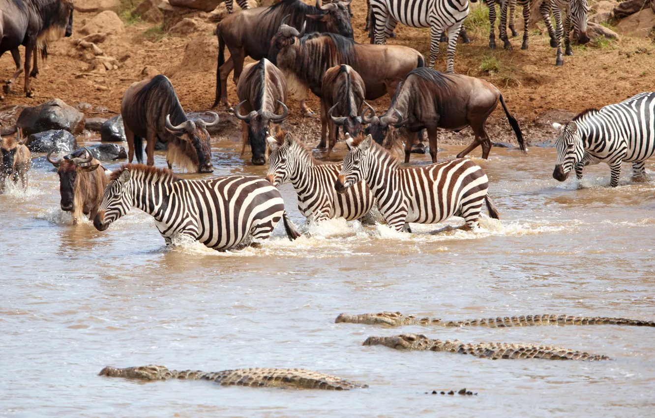 Photo wallpaper crocodile, Africa, drink, pond, the herd, antelope, Zebra, GNU