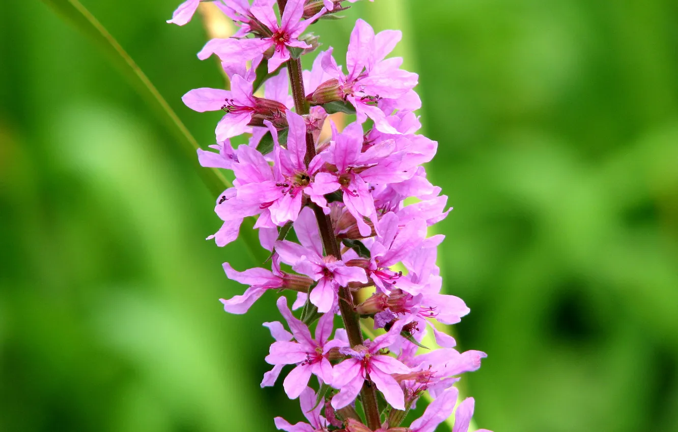 Photo wallpaper macro, flowers, nature, photo