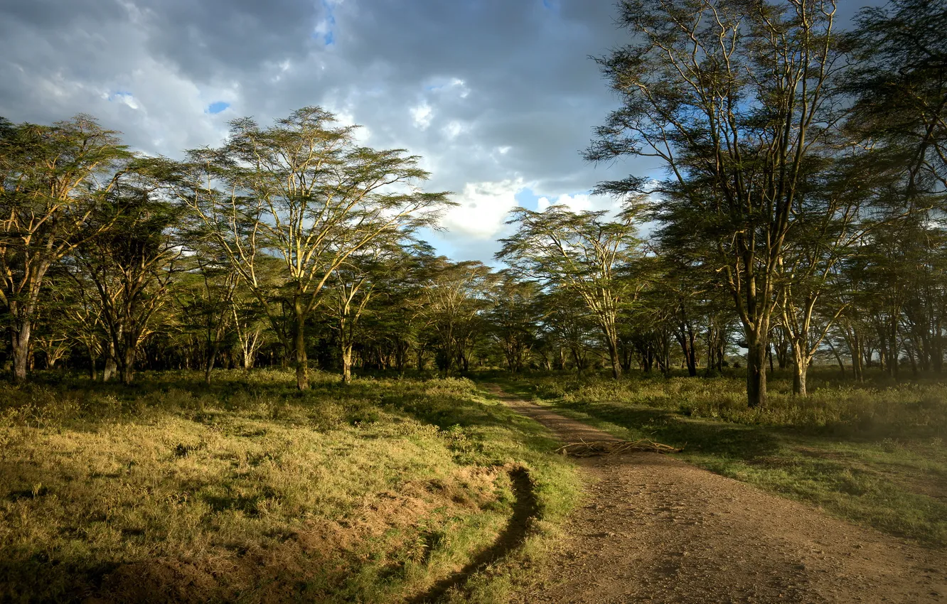 Photo wallpaper road, summer, landscape, nature