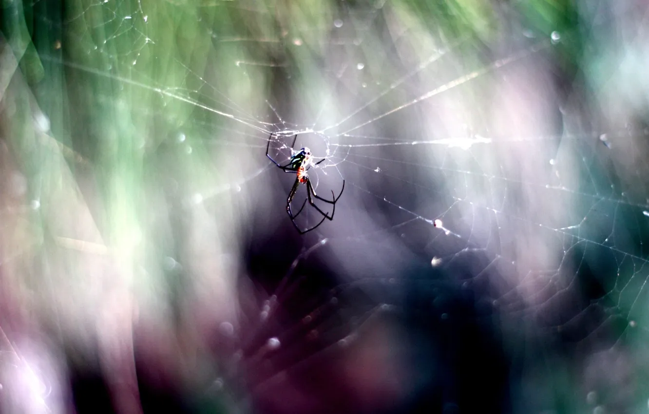 Photo wallpaper macro, photo, Wallpaper, web, spider, wallpapers