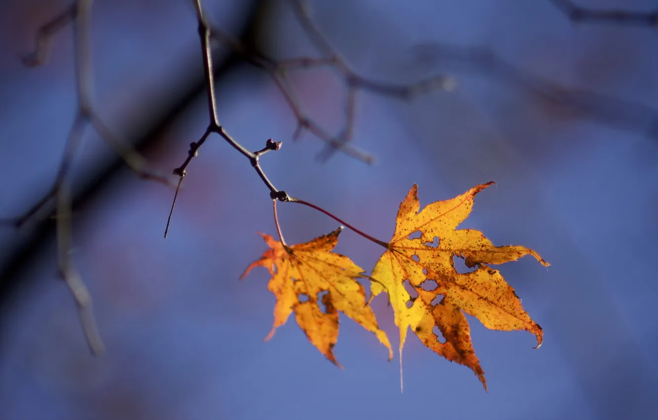 Photo wallpaper autumn, leaves, nature