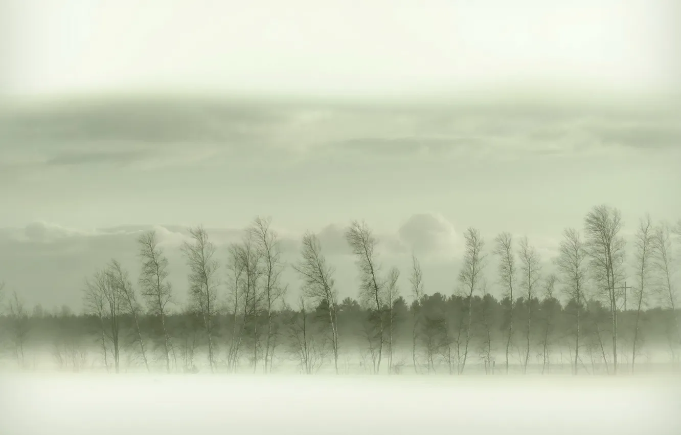Photo wallpaper field, trees, landscape, fog