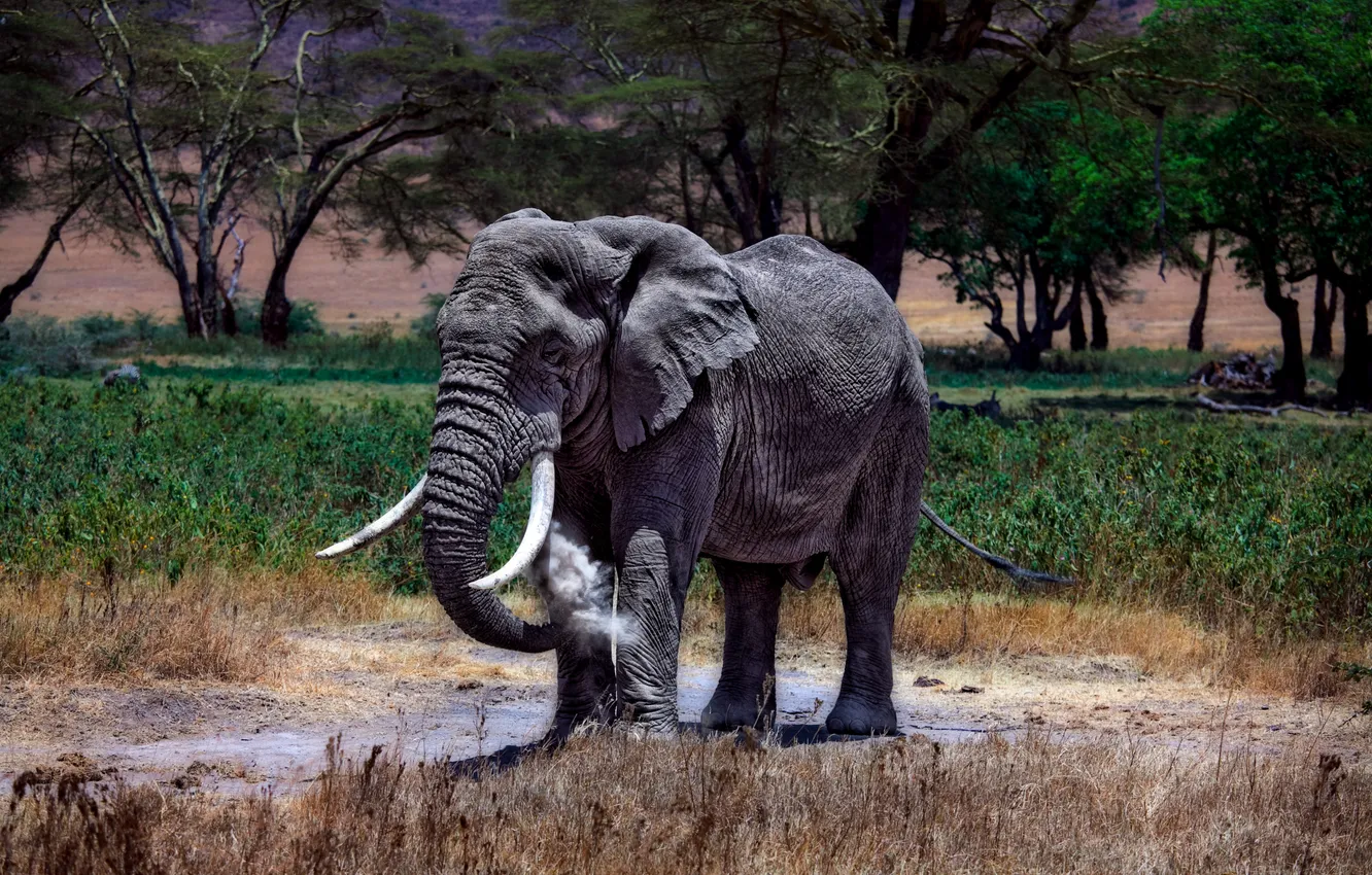 Photo wallpaper elephant, African, Kenya