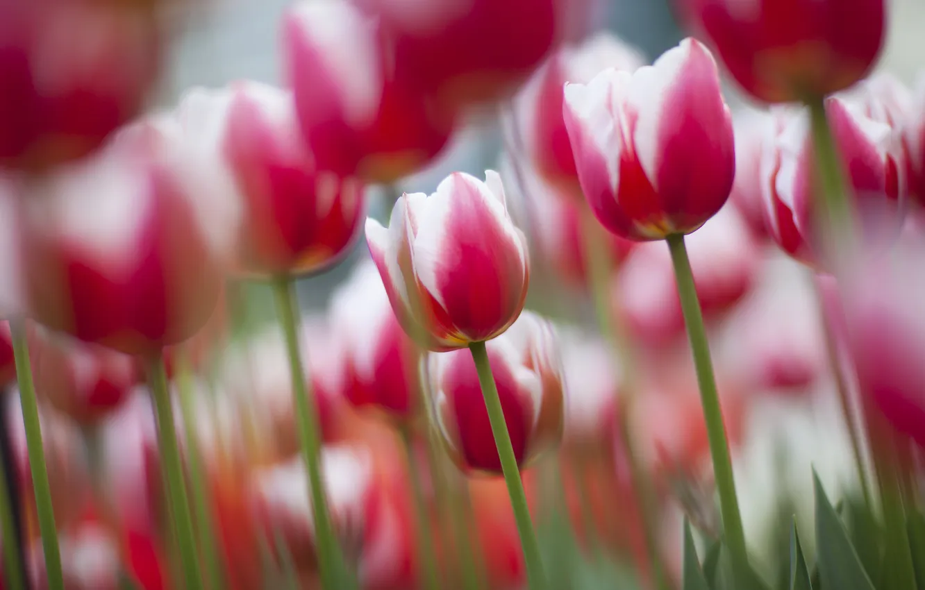 Photo wallpaper focus, spring, tulips, flowering, pink and white
