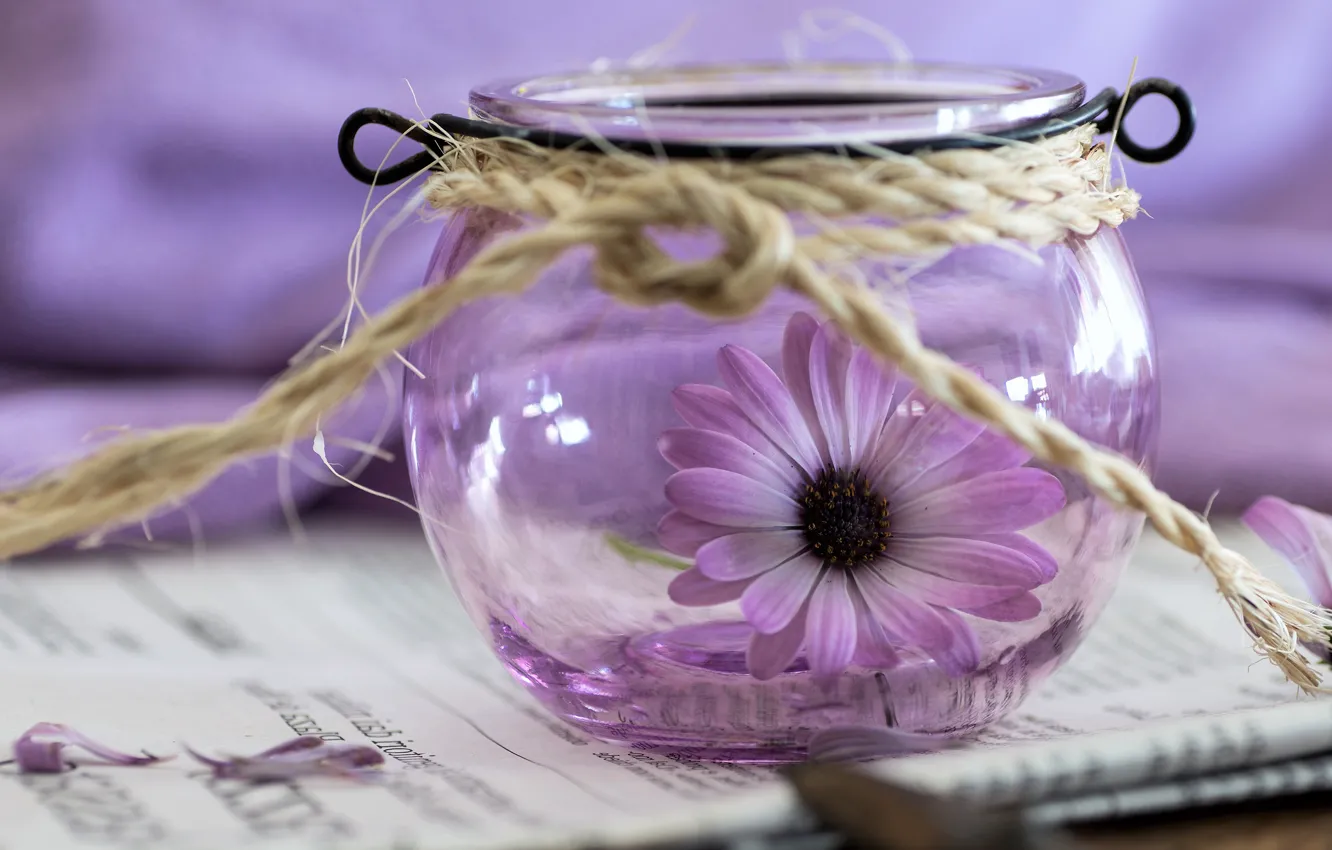 Photo wallpaper flowers, Bank, Osteospermum