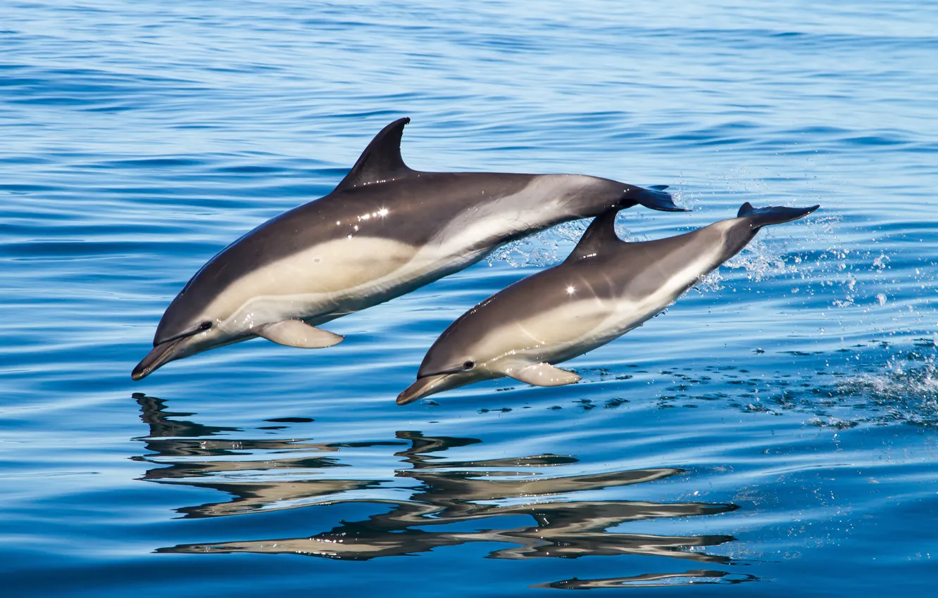 Photo wallpaper sea, water, family, pair, dolphins