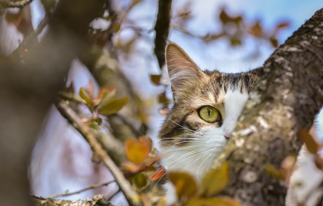 Photo wallpaper eyes, cat, tree