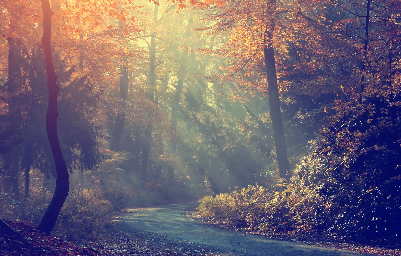 Photo wallpaper road, autumn, forest, trees, fog, morning