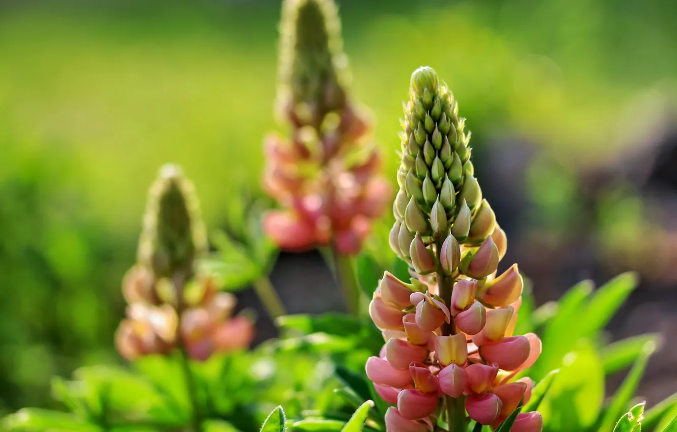 Photo wallpaper summer, flowers, background, flowerbed, Lupin