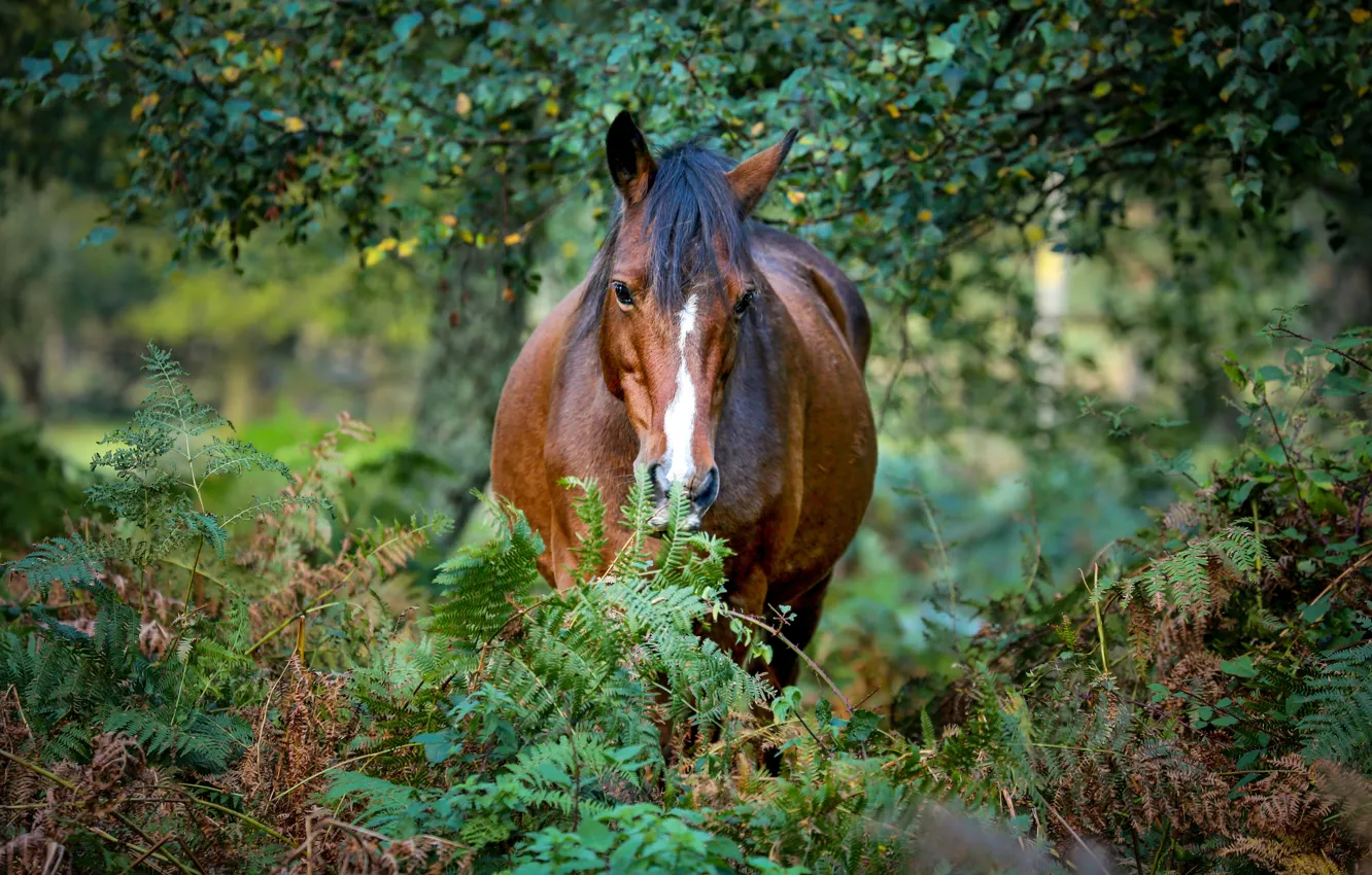 Photo wallpaper greens, autumn, forest, summer, look, face, branches, nature