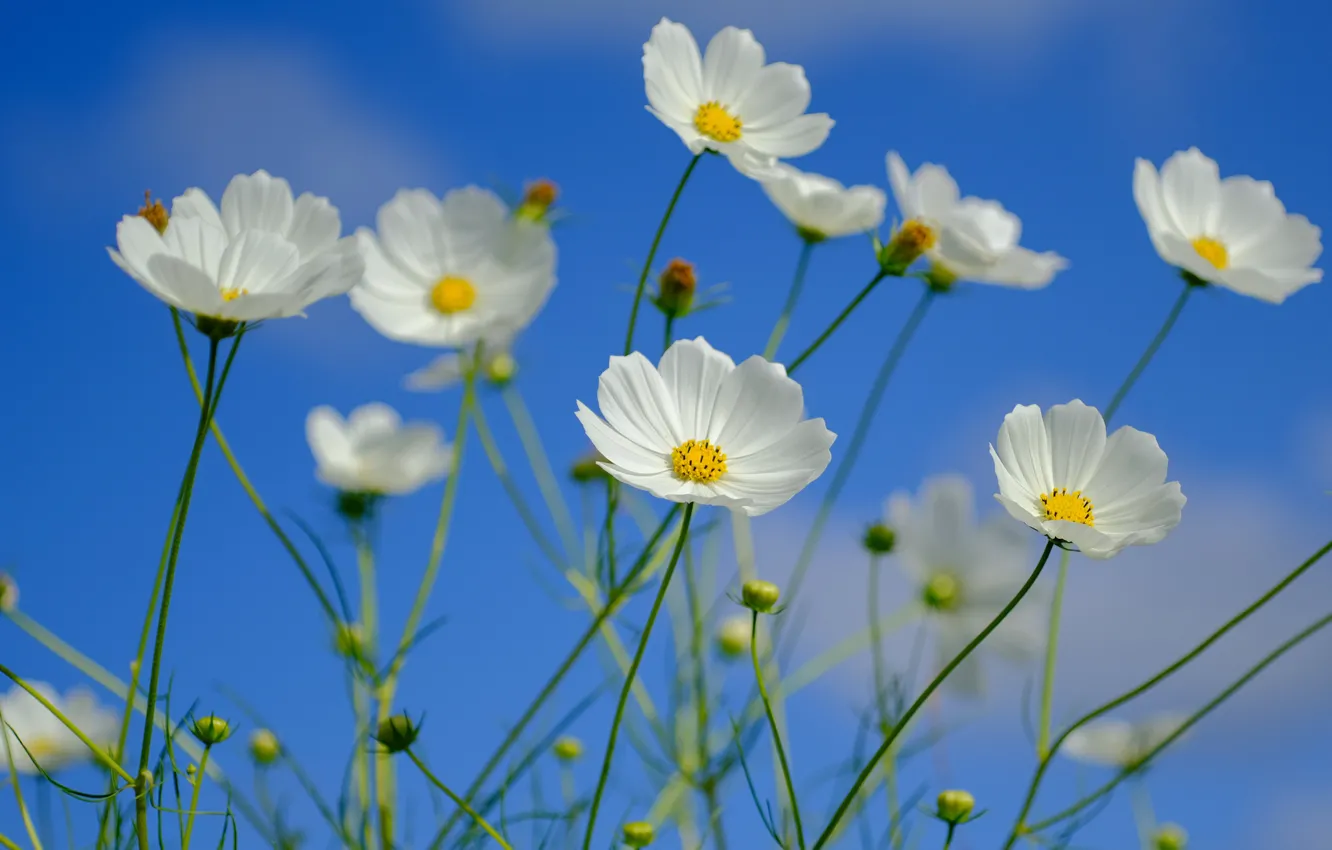 Photo wallpaper the sky, space, kosmeya