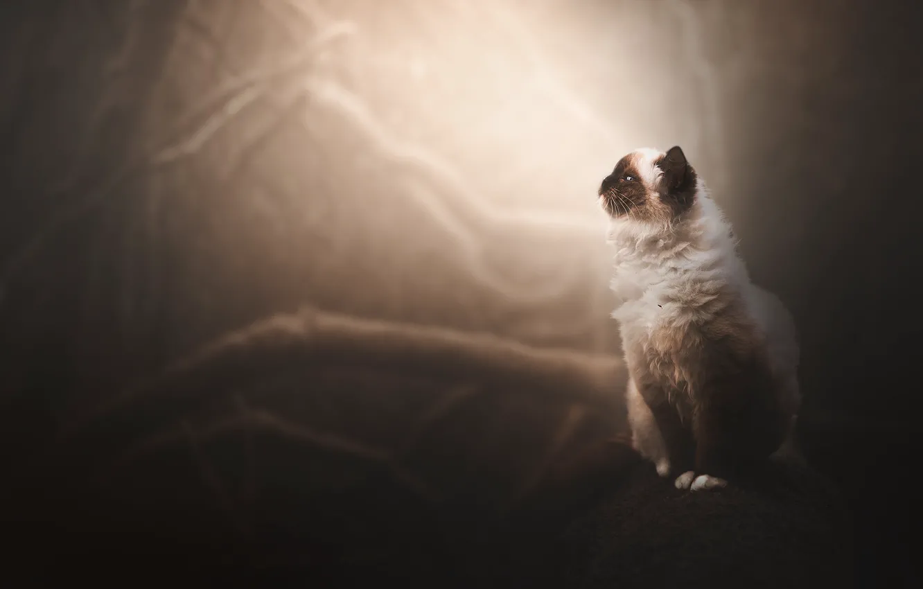 Photo wallpaper forest, cat, cat, trees, branches, nature, fog, sitting