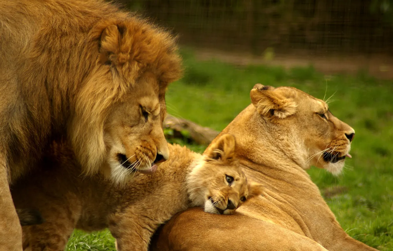 Photo wallpaper nature, background, Lions