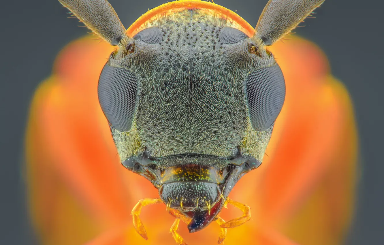 Photo wallpaper eyes, insect, orange