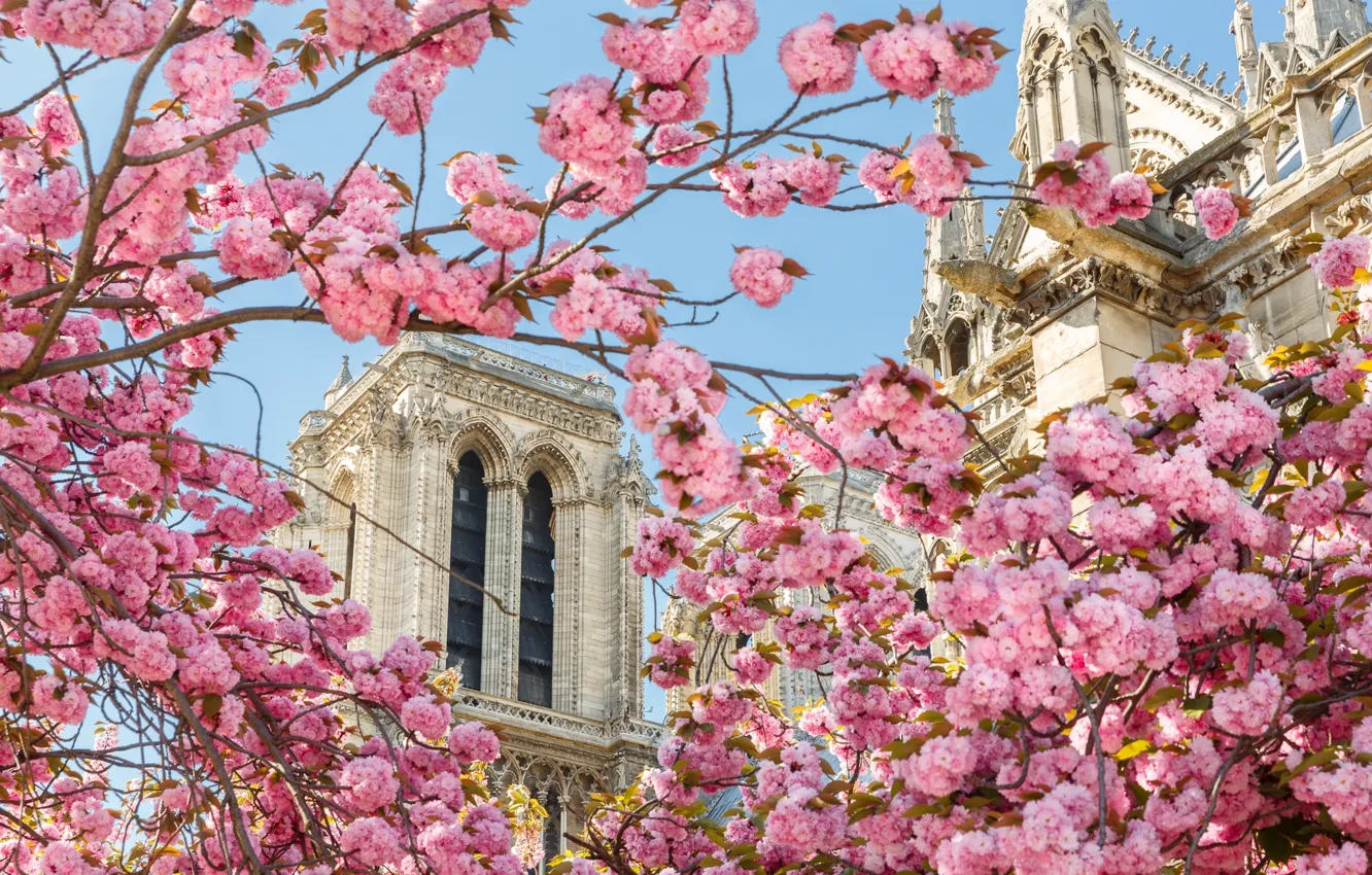 Photo wallpaper Paris, spring, Sakura, Cathedral