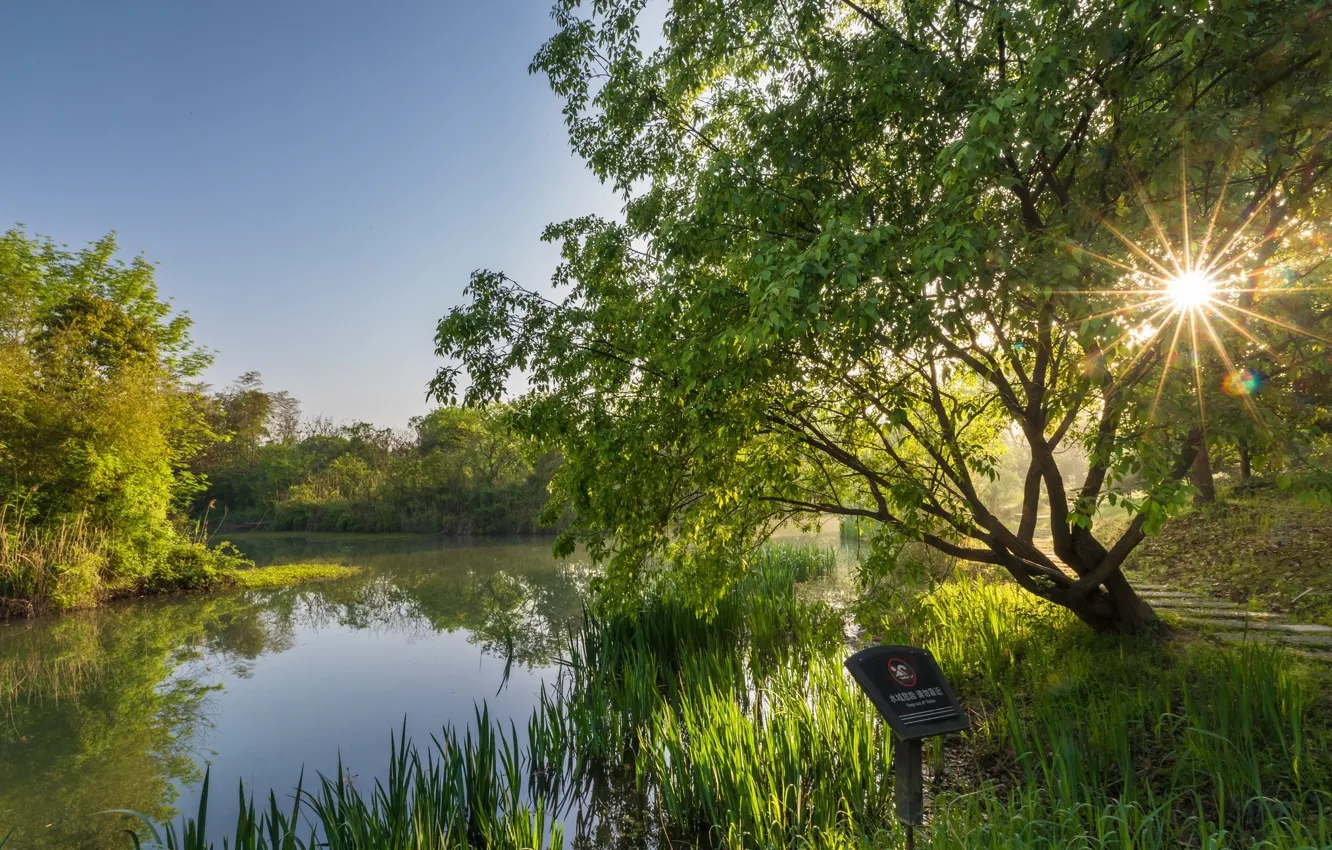 Photo wallpaper trees, nature, lake