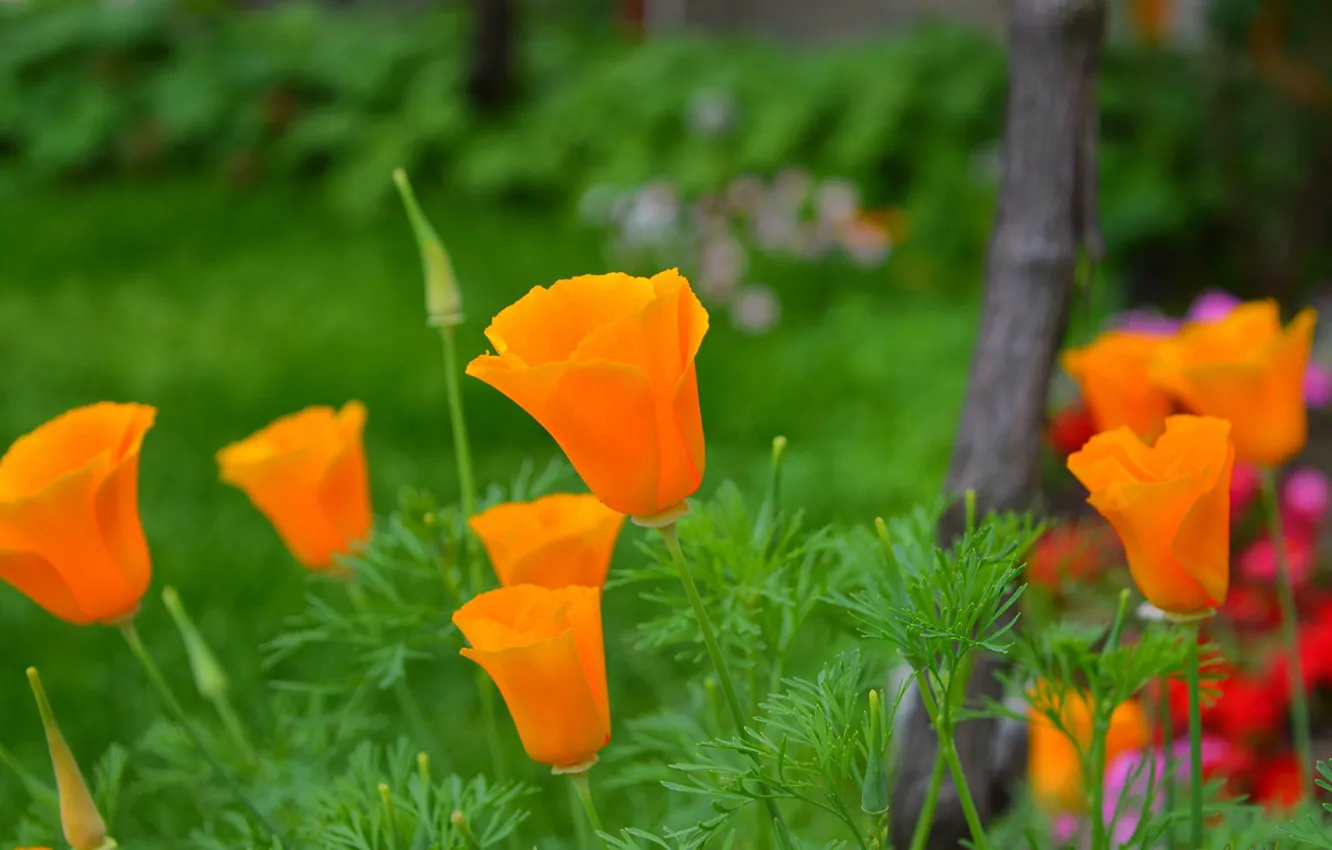 Photo wallpaper Nature, Nature, Flowers, Escholzia, California poppy