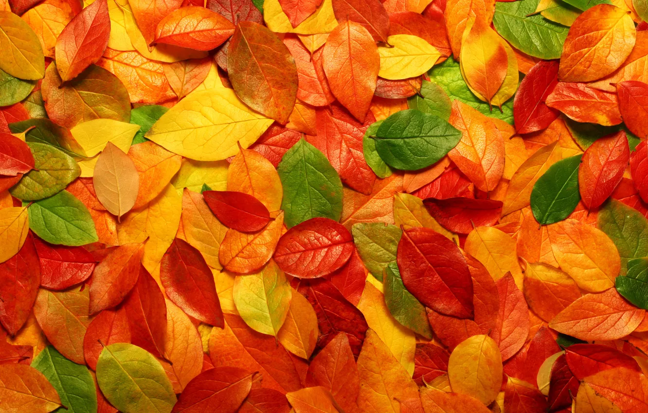 Photo wallpaper leaves, nature, photos with nature, macro autumn