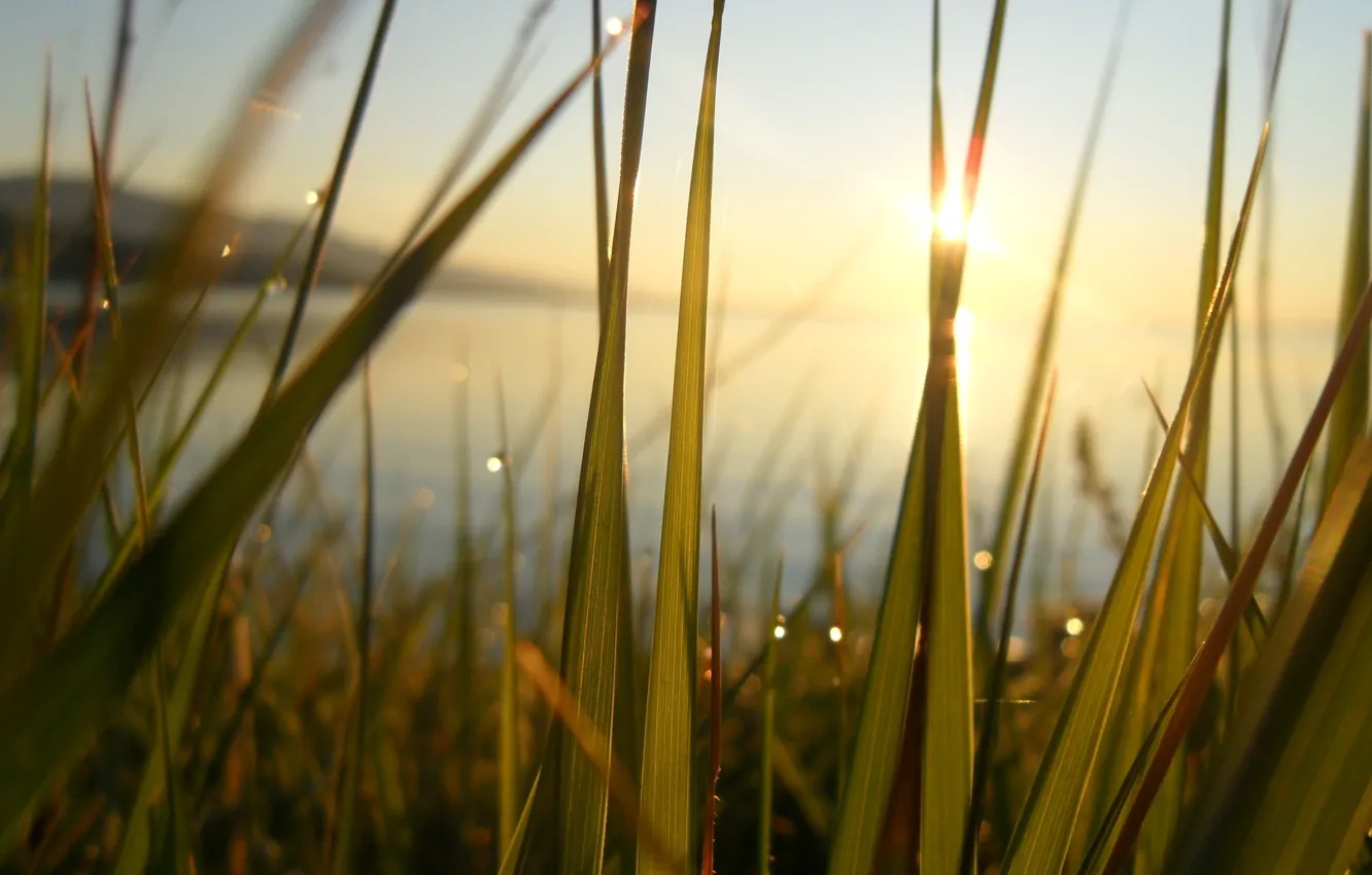 Photo wallpaper grass, water, the sun, lake, pond