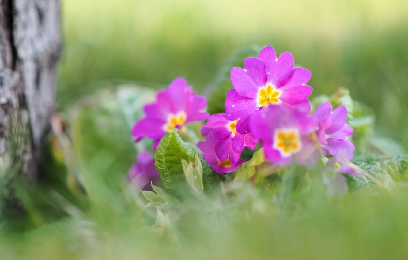 Photo wallpaper trees, flowers, blur, spring, pink, bokeh, Primula