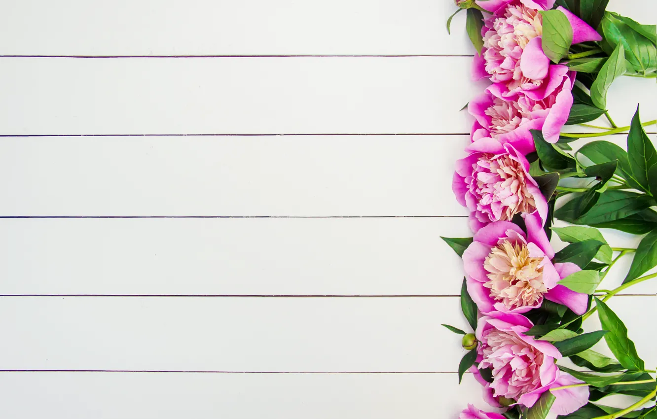 Wallpaper flowers, pink, wood, pink, flowers, beautiful, peonies ...